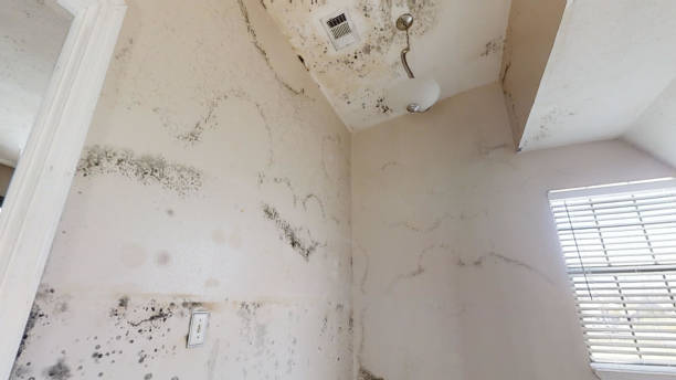 Best Industrial Mold Remediation  in Wyndmoor, PA