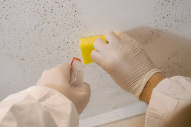 Wyndmoor, PA Mold Inspection, Removal & Remediation Company