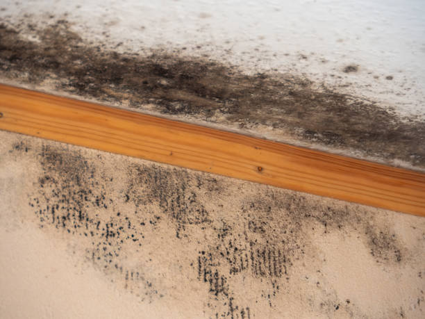 Best Black Mold Removal  in Wyndmoor, PA