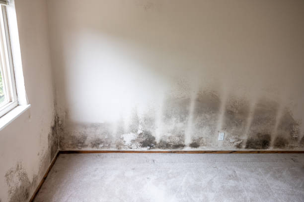 Best Mold Damage Restoration  in Wyndmoor, PA